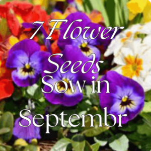 7 Flower Seeds to Sow in September